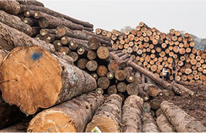 Todo tipo de madera